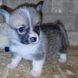 Winston - Sable male Pembroke Welsh Corgi puppy in New Hampshire from Muddy Paws Corgis