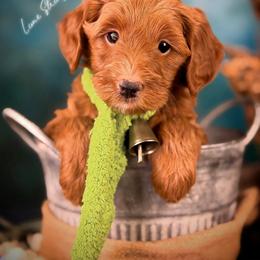 Bernedoodle, Goldendoodle, Golden Retriever, and Poodle Puppies from Red String Farmstead
