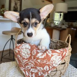 Pink - Black and tan female Pembroke Welsh Corgi puppy in Cumming, Georgia from Cottage Hill Corgis