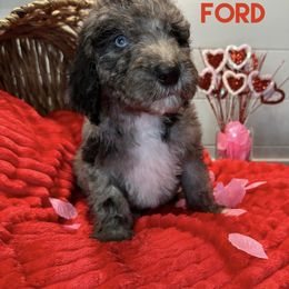 Aussiedoodle and Goldendoodle Puppies from Toledo Creek Doodles