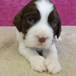 Mary - Liver and white female English Springer Spaniel puppy in North Carolina from Ebenezer Valley ESS