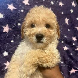 Ralph ready now - Cream male Poodle puppy in Gastonia, North Carolina from Dynasty Kennel