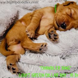 Goldendoodle Puppies from Big Top Doodles