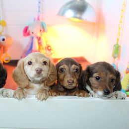 Dachshunds and French Bulldogs from SnortVille Bullies
