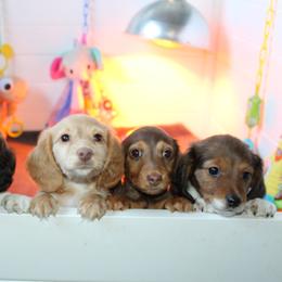 Dachshunds and French Bulldogs from SnortVille Bullies