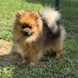 Samson - Pomeranian