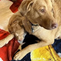 Chesapeake Bay Retriever Puppies from Bay Haven Chesapeakes