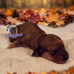Ivan - Cream male Dachshund puppy in Waverly, Ohio from Always Faithful Dachshunds