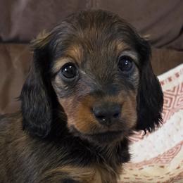 Champion sired boy 4 - Red male Dachshund puppy in Newalla, Oklahoma from Roughstock Border Collies and Dachshunds