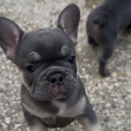 French Bulldog Puppies from Cassandra Hayes