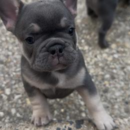 French Bulldog Puppies from Cassandra Hayes