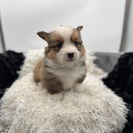 Jasper -no collar - Red male Pembroke Welsh Corgi puppy in Benjamin, Utah from Nuna’s  Corgis