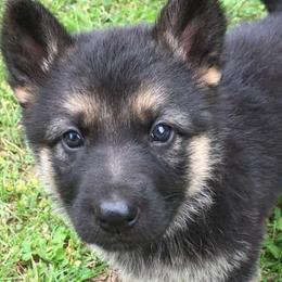 German Shepherds from Hobbs Family Shepherds