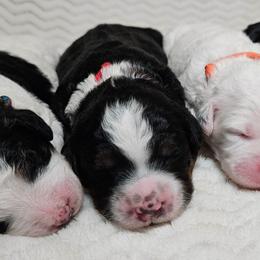 Sam - Tri-color male Bernedoodle puppy in Granton, Wisconsin from Rose River Farms