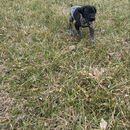Ranger - Black roan male German Shorthaired Pointer puppy in Ohio from Eric and Michelle's GSP