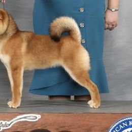 Shiba Inu from Crescent Moon Shibas