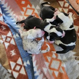 Girl 1 - Blue merle and white female Cardigan Welsh Corgi puppy in Natchitoches. La, Louisiana from Bleu Bayou Corgis