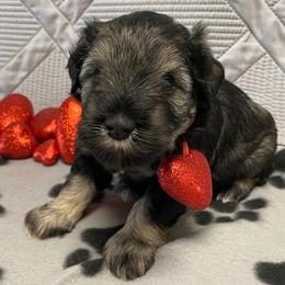Green Collar - Black and silver male Miniature Schnauzer puppy in Robstown, Texas from Alves Miniature Schnauzers