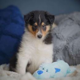 Griffin - Black white and tan Collie puppy in Virginia from Blackberry Hills Cattle dogs and Collies