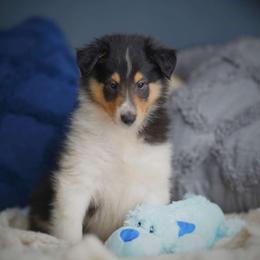 Griffin - Black white and tan Collie puppy in Virginia from Blackberry Hills Cattle dogs and Collies