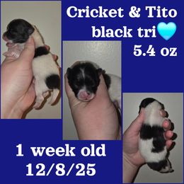 Boy 2 - Tri-colored male Pomeranian puppy in Creswell, North Carolina from Grace's Poms🐾💕