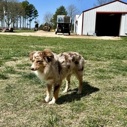 Trav - Miniature Australian Shepherd