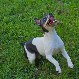 Skuggi - Rat Terrier