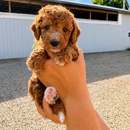 Aussiedoodle, Cavapoo, Goldendoodle, and Newfypoo Puppies from Haaspawz