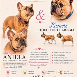 French Bulldog puppies from KM French Bulldogs