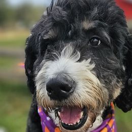 Bernedoodles from Forever Grateful Farm
