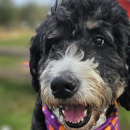 Bernedoodles from Forever Grateful Farm