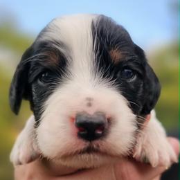 Girl 3 - Tri Full Mask - Blue belton and tan (tri-color) female English Setter puppy in Boise, Idaho from English Setters of the Eyrie
