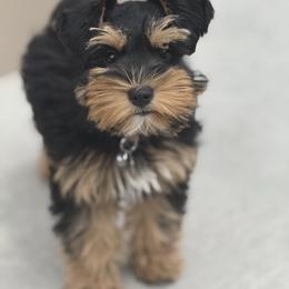 Winnie - Miniature Schnauzer