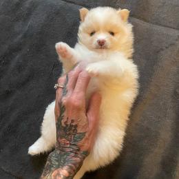 Dolly - Cream female Pomeranian puppy in Mc Henry, Illinois from Pomeranians