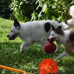 Border Collies from EbbnFlow Border Collies
