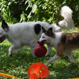 Border Collies from EbbnFlow Border Collies