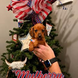 Mulberry - Red male Dachshund puppy in Waco, Georgia from Huff Family Doxies & Doodles