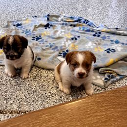 German Shorthaired Pointer and Russell Terrier Puppies from Charnobragan Acres