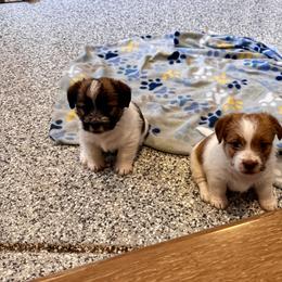 German Shorthaired Pointer and Russell Terrier Puppies from Charnobragan Acres
