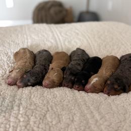 Bernedoodle Puppies from SR. Doodle pupps