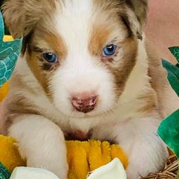 Miniature American Shepherds from Paula's Miniature American Shepherds