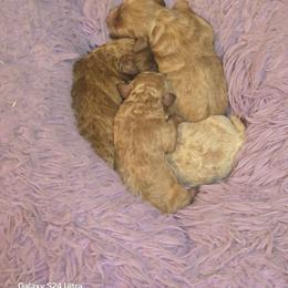 Boy 3 - Apricot male Maltipoo puppy in Nokomis, Florida from Sunset Farm Florida