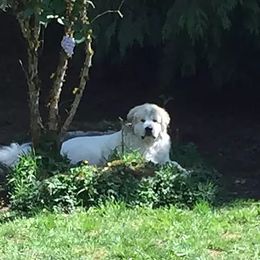 Great Pyrenees All Grown Up from Pyradigm Great Pyrenees