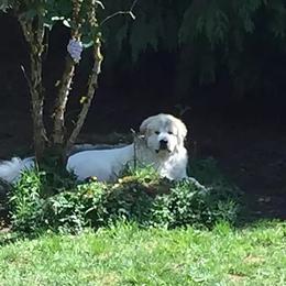 Great Pyrenees All Grown Up from Pyradigm Great Pyrenees