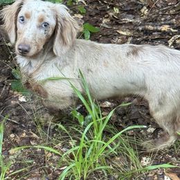 Dachshund All Grown Up from Baker's Farm Dachshunds