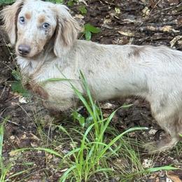 Dachshund All Grown Up from Baker's Farm Dachshunds