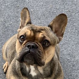 Alli - French Bulldog
