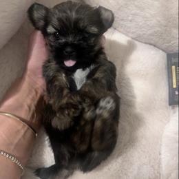 Teddy - Brown male Shihpoo puppy in Denver, Colorado from Angel babies