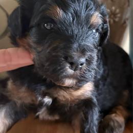 Lacey - Tri-color female Bernedoodle puppy in Carlotta, California from Lost Coast Bernese Mountain Dogs