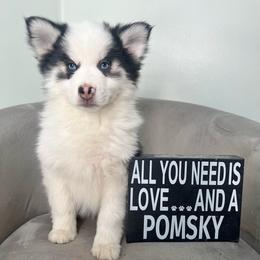 Flynn - Black and white male Pomsky puppy in Henderson, Kentucky from Paris Pomskies